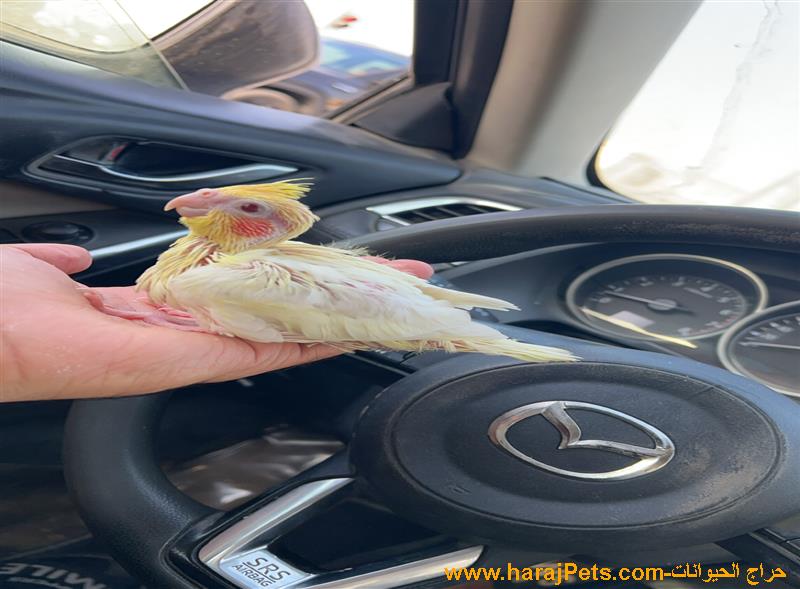 فرخ كوكتيل لاتينو غرر عيون حمر للبيع  Baby cockatiel bird red eyes for sale