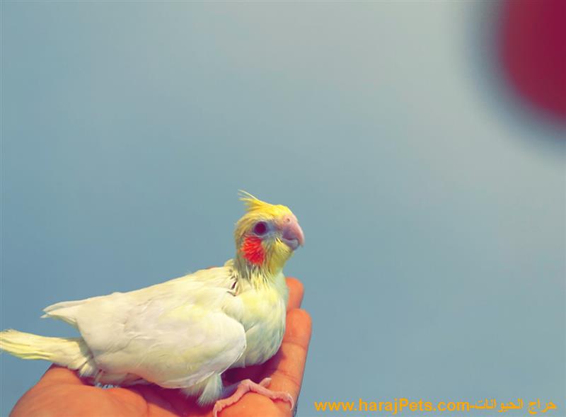 فرخ كوكتيل لاتينو غرر عيون حمر للبيع  Baby cockatiel bird red eyes for sale