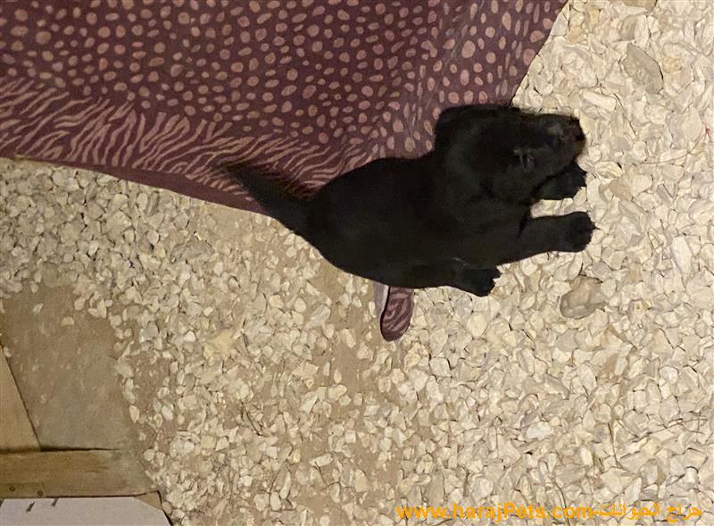 Labrador Puppier لابرادور