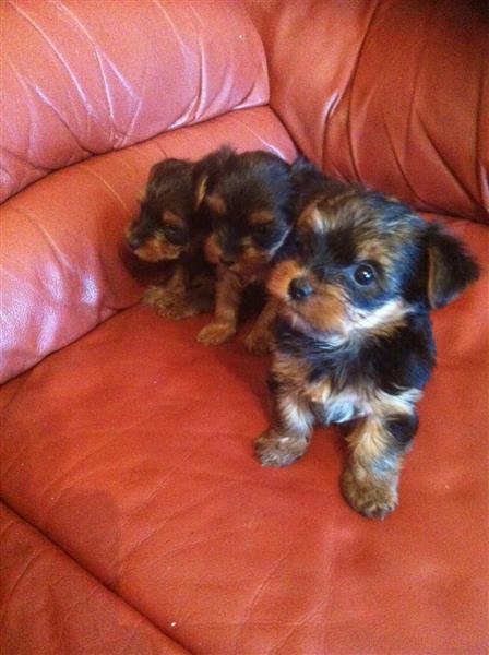 Pretty Miniature Yorkshire Terrier puppies