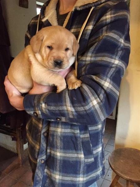 Good Babies Labrador Puppies