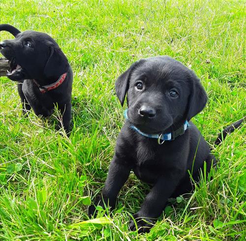 Black Labrador Puppies