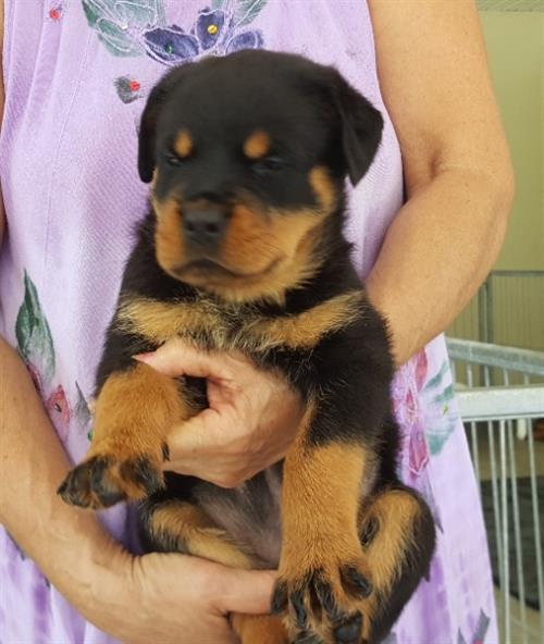 Excellent German Rottweiler Puppies For Sale