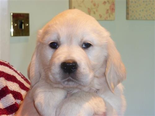 Golden Retriever Puppies For Sale