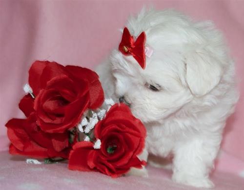 Teacup Maltese Puppies Ready To Go