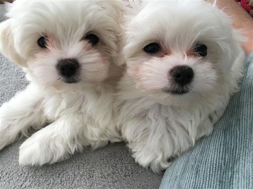 2 Tiny gorgeous Boy & Girl Maltese puppies for sale