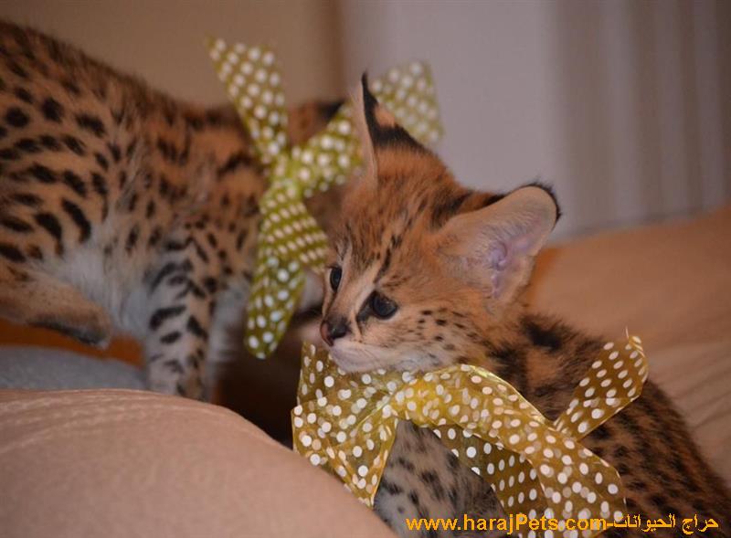 African Serval Kitten For Sale