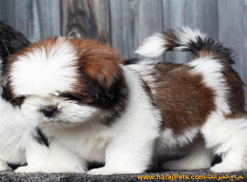 Pure Breed Shih Puppies