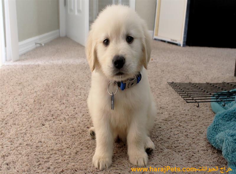 Golden Retriever Puppies