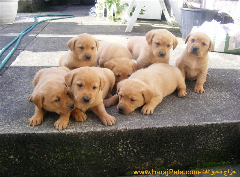 Male and Female Labrador Retriever Puppies