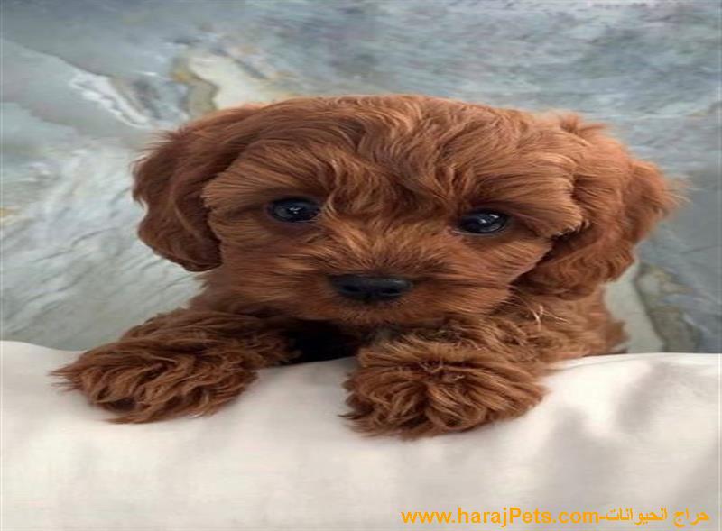 Gorgeous Labradoodle Puppies - 5000 SAR