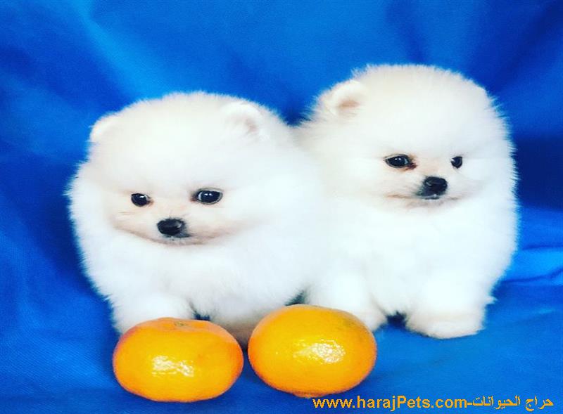 Mini Pomeranian Puppies