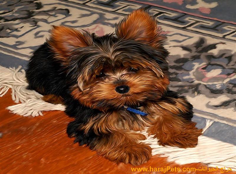 Cute Yorkie Puppies