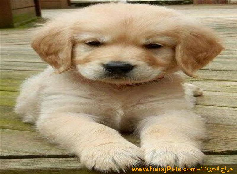 Pure Breed Golden Retriever Puppies For Sale Rs5000