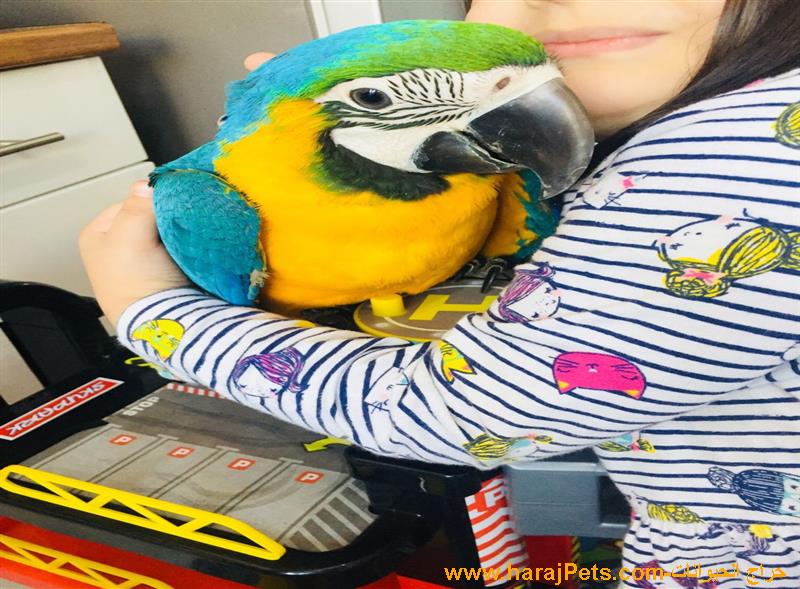 Blue and Gold Macaw Parrots For Sale With Free Cage and Accessories - 5000 SAR