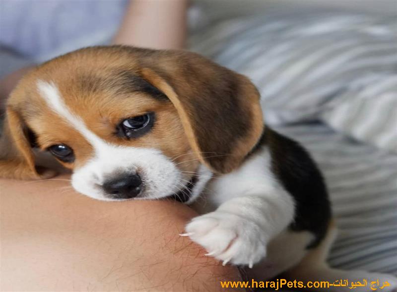 Pedigree Beagle Puppies For Sale Online Near Me