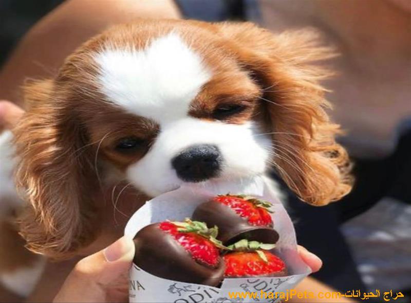 Pedigree Cavalier King Charles Spaniel Charles Puppies For Sale Online Near Me