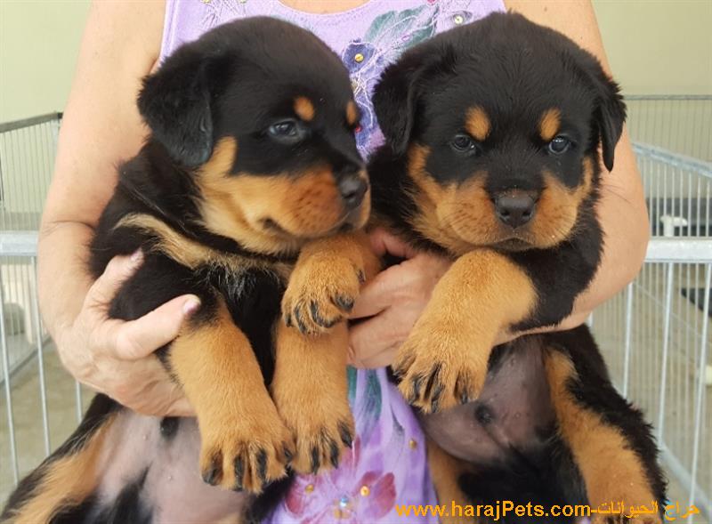 German Rottweiler Puppies