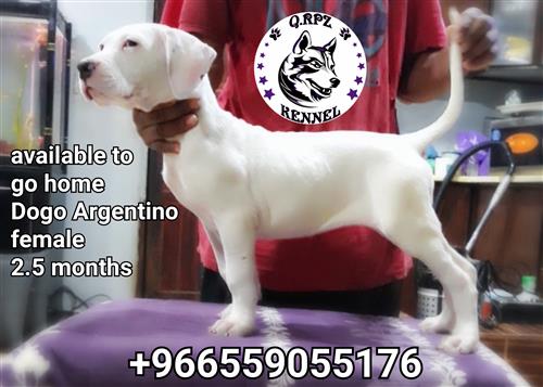 Dogo Argentino puppy جروه دوقو أرجنتينو