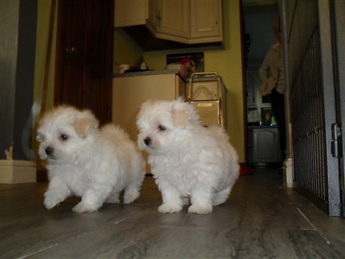 male and female maltese puppies