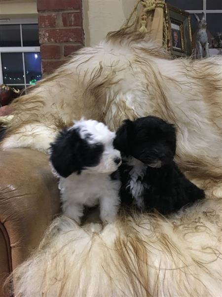 Chinese crested puppies