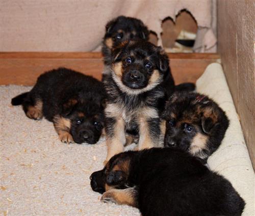 Pure Breed German Shepherd Puppies