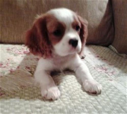 King Charles Cavalier Spaniel