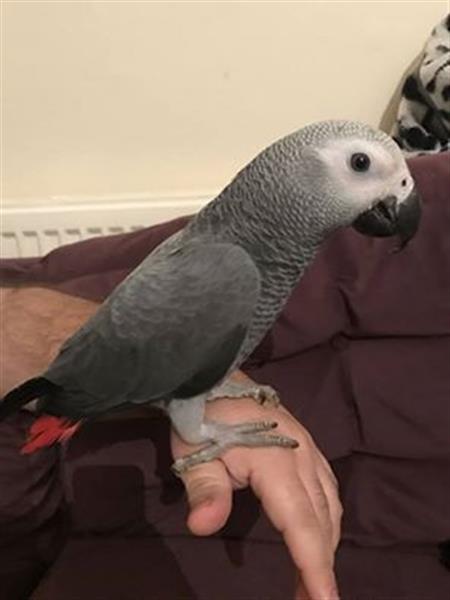 african Grey parrots for saleh