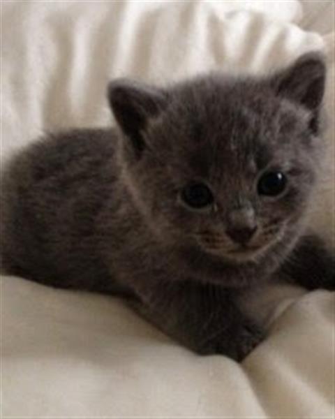 russian blue kittens and cats now ready