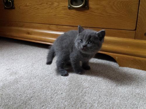 british shorthair kittens