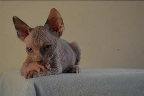 stunning full Pedigree Sphynx kittens