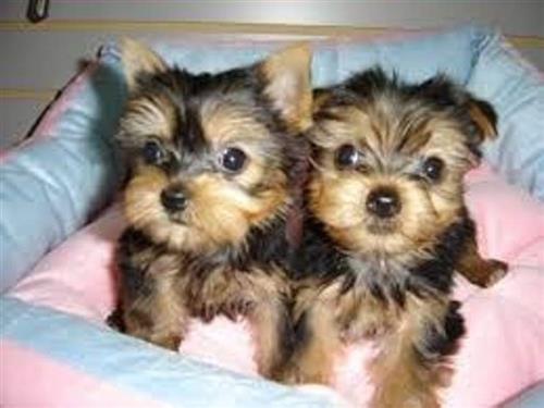 Teacup Yorkie Puppies For Re-homing