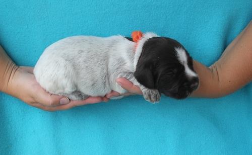 Cute MF German Shorthaired Pointer