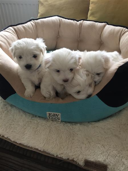 Adorable Maltese Pedigree Puppies