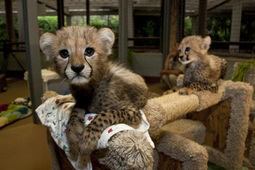 Home Trained Cheetah Cubs