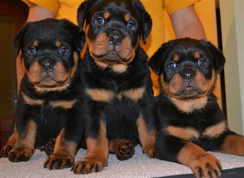 Quality Kc Reg Rottweiler puppies