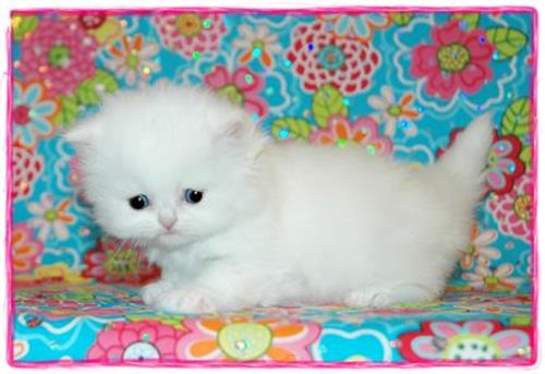 Blue Eyes Shirazi Kittens For Sale