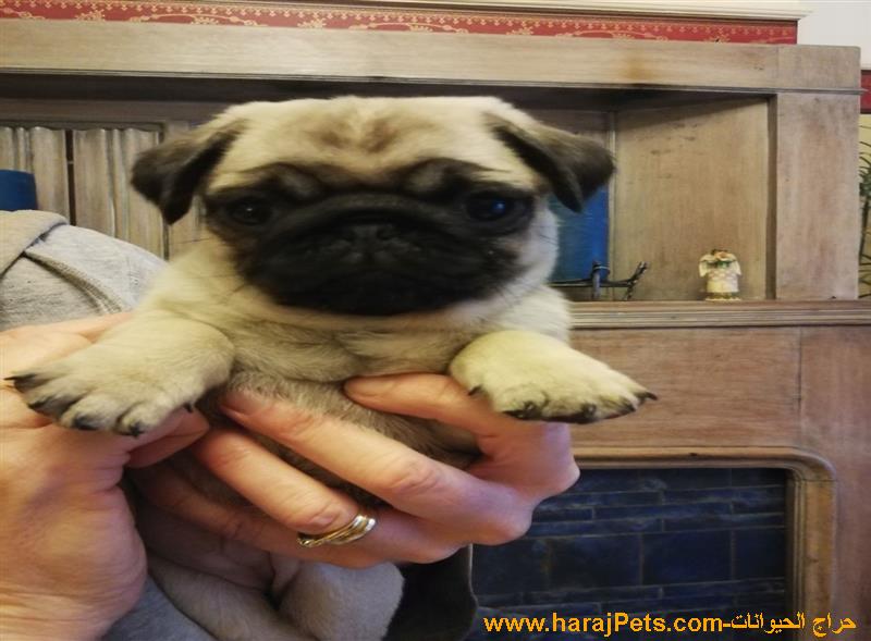 Beautiful Chunky PUG Litter -  5000 SAR