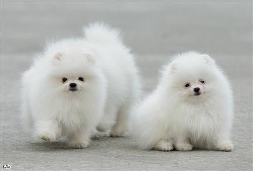 Beautiful  Pomeranian Puppies