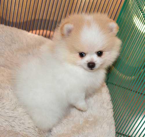 Pomeranian Puppies