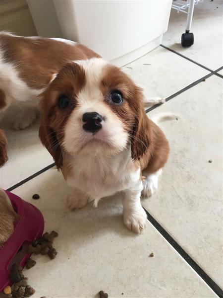 Adorable Cavalier Puppies