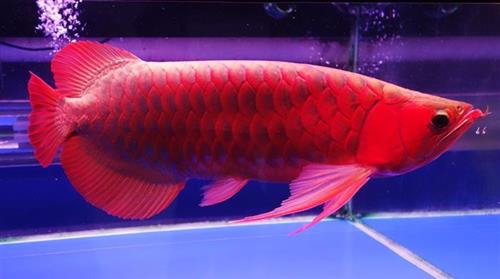 QUALITY AROWANA FISHES FOR SALE