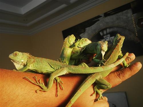 اغوانا للبيع - iguana for sale